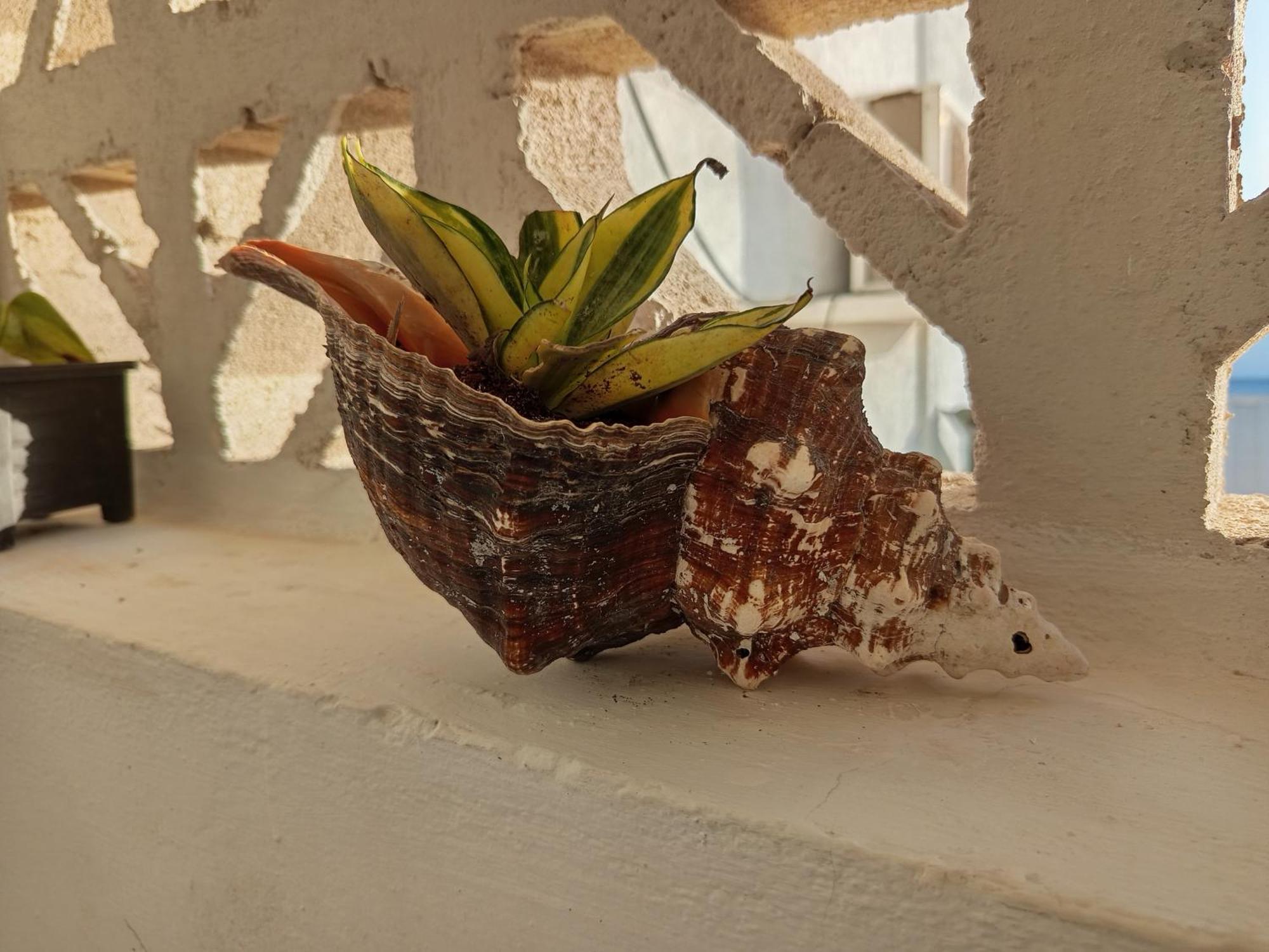 Mi Habitat Holbox-Maravilla Natural Exteriör bild